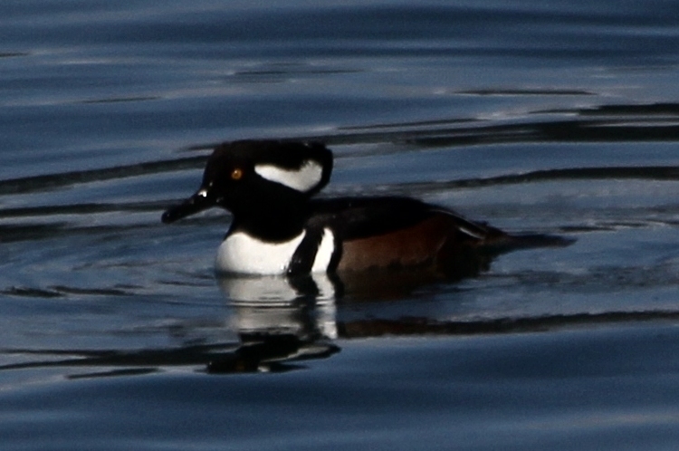 Hooded Merganser in Breeding Colors